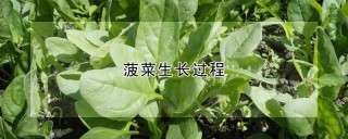 菠菜生长过程,第1图