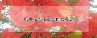 凤凰花的花语是什么意思,第1图