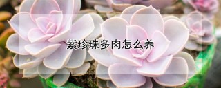 紫珍珠多肉怎么养,第1图