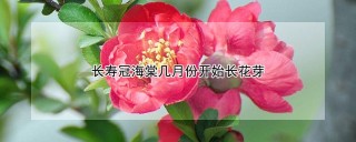 长寿冠海棠几月份开始长花芽,第1图