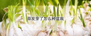 蒜发芽了怎么种盆栽,第1图