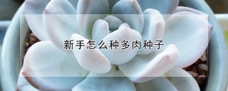 新手怎么种多肉种子,第1图