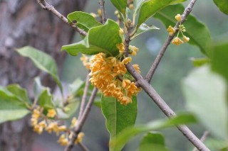 桂花树种植技术，5步教你种好桂花树,第5图