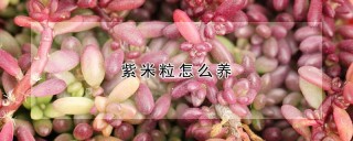 紫米粒怎么养,第1图