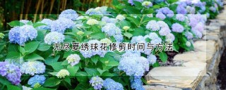 无尽夏绣球花修剪时间与方法,第1图