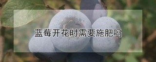 蓝莓开花时需要施肥吗,第1图