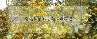 金桔种植方法和注意事项,第1图