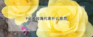 9朵黄玫瑰代表什么意思,第1图