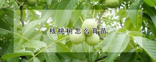 核桃树怎么育苗,第1图