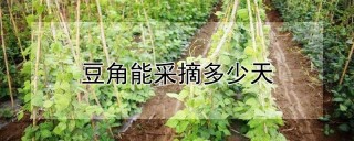 豆角能采摘多少天,第1图