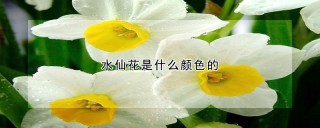 水仙花是什么颜色的,第1图