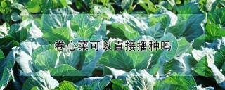 卷心菜可以直接播种吗,第1图