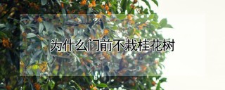 为什么门前不栽桂花树,第1图