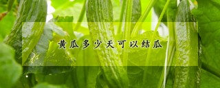 黄瓜多少天可以结瓜,第1图