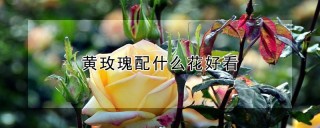 黄玫瑰配什么花好看,第1图