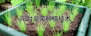 阳台韭菜种植技术,第1图