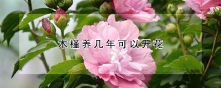 木槿养几年可以开花,第1图