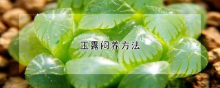 玉露闷养方法,第1图