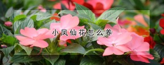 小凤仙花怎么养,第1图