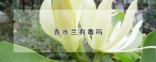 香水兰有毒吗,第1图