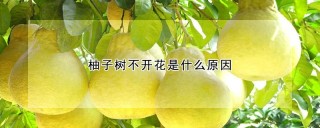 柚子树不开花是什么原因,第1图