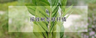 摇钱树怎样扦插,第1图