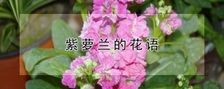 紫萝兰的花语,第1图