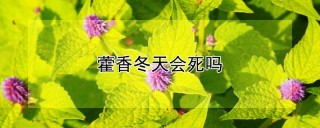 藿香冬天会死吗,第1图