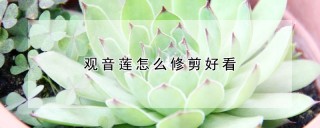 观音莲怎么修剪好看,第1图