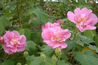 芙蓉花的寓意和象征,第2图