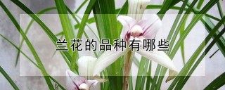 兰花的品种有哪些,第1图