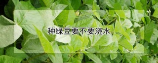 种绿豆要不要浇水,第1图