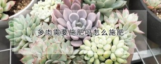 多肉需要施肥吗怎么施肥,第1图