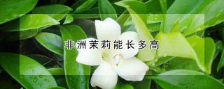 非洲茉莉能长多高,第1图