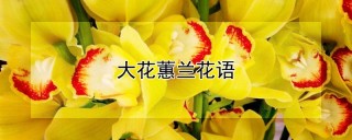 大花蕙兰花语,第1图