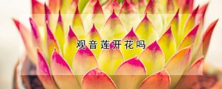 观音莲开花吗,第1图