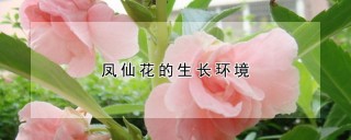 凤仙花的生长环境,第1图