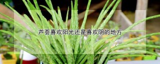 芦荟喜欢阳光还是喜欢阴的地方,第1图