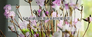 干枝杜鹃放水里多长时间能开花,第1图