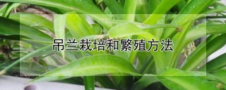 吊兰栽培和繁殖方法,第1图