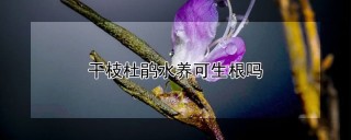 干枝杜鹃水养可生根吗,第1图