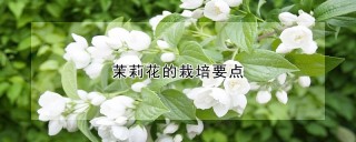 茉莉花的栽培要点,第1图