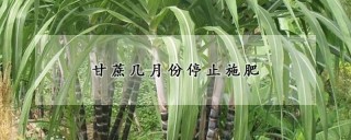 甘蔗几月份停止施肥,第1图