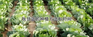 秋甘蓝的种植方法和时间,第1图