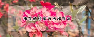 梅花的种植方法和养法,第1图