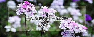 美女樱是多年生植物吗,第1图