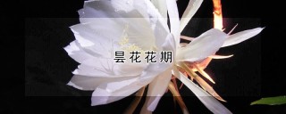 昙花花期,第1图