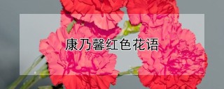 康乃馨红色花语,第1图