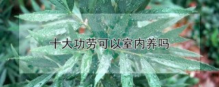 十大功劳可以室内养吗,第1图