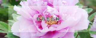 牡丹怎么种,第1图